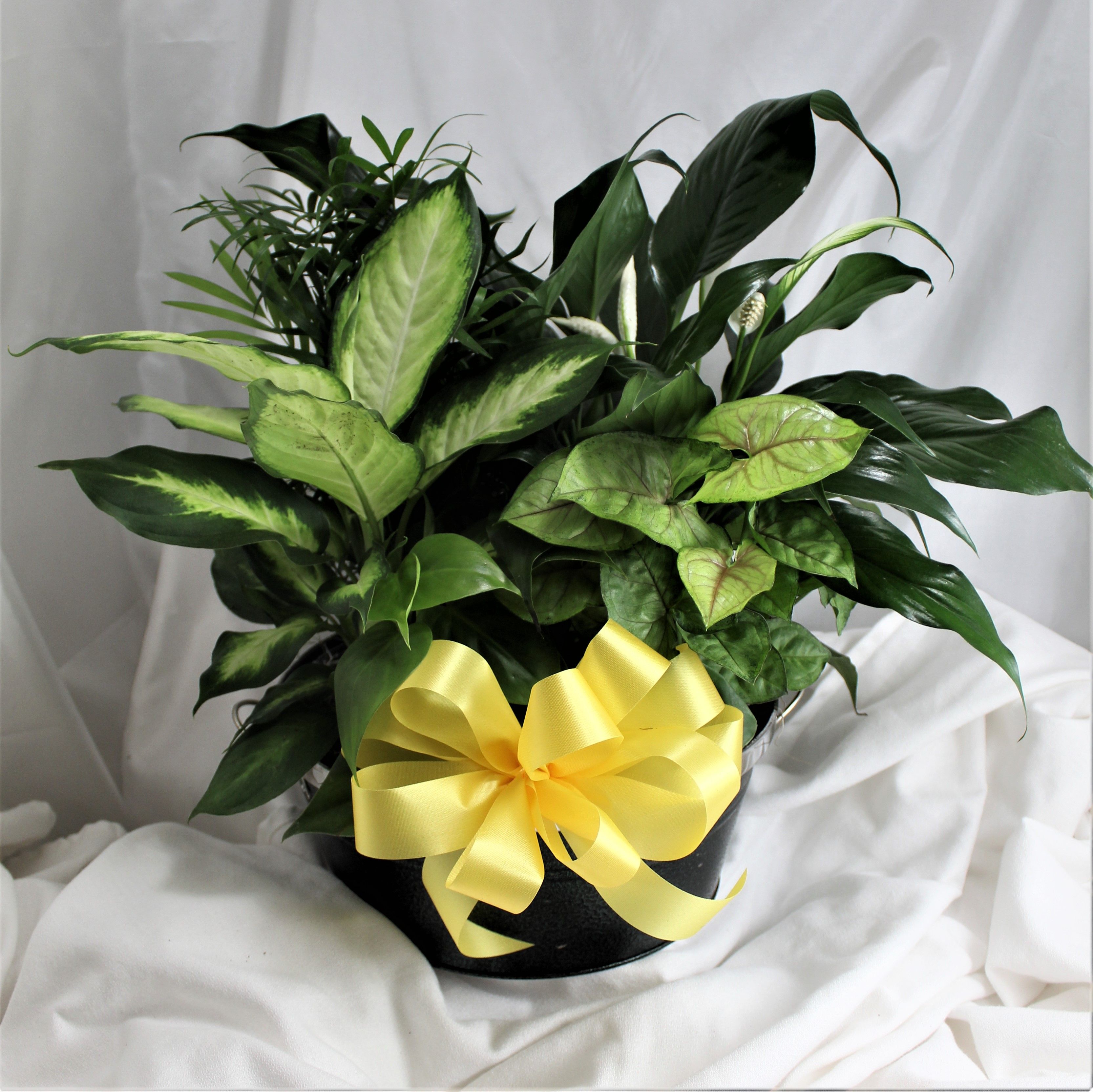 add a bow to plant